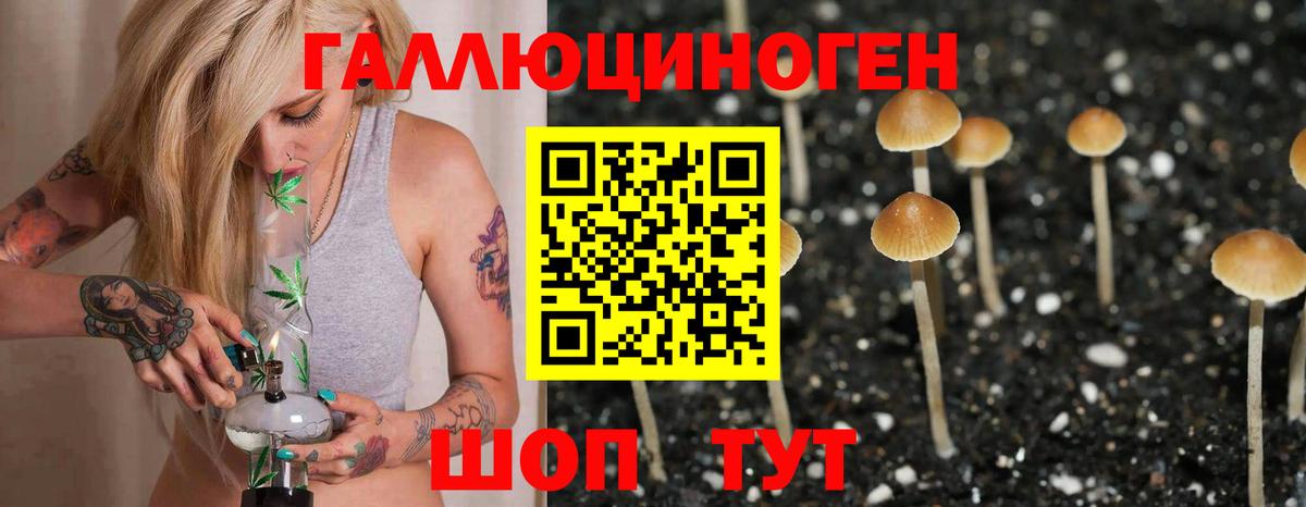 Гатчина  Галлюциногенные грибы Cubensis  Вход с VPN 
